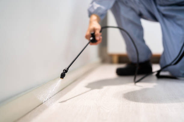 Licensed Wasp Removal service in Milford, IL - Show Me Pest Control